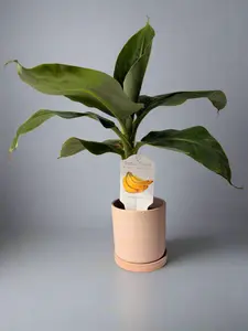 Dwarf Truly Tiny Banana Tree - Perfect for Home Garden and Containers - Organically Grown - Easy Care Tropical Plant - Edible - Fruit Tree - Easy Fruit Tree