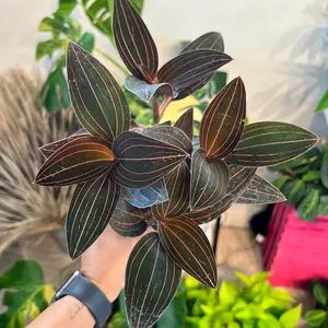 Jewel Orchid Ludisia Discolor in 4 inch pot