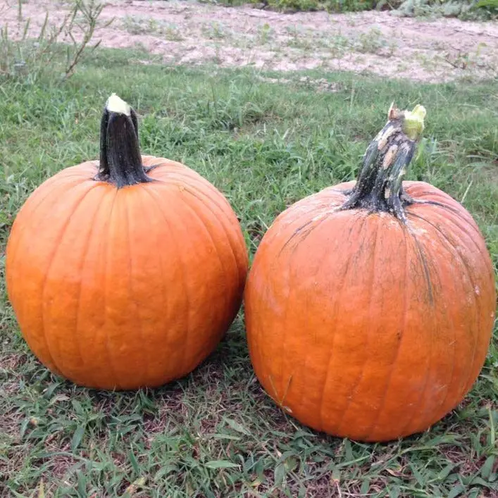 Organic Howden Pumpkin Seeds (Cucurbita pepo) – Classic Halloween Carving Pumpkin, Bright Orange Skin, High Yield – Approx. 10 Seeds