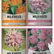 Milkweed Seeds For Monarch Butterflies | 4 Variety Pack
