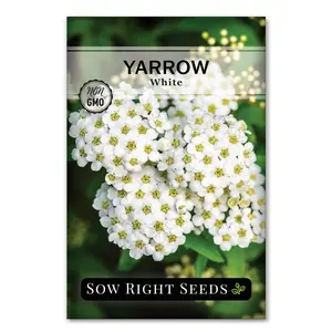 Common Yarrow Seeds