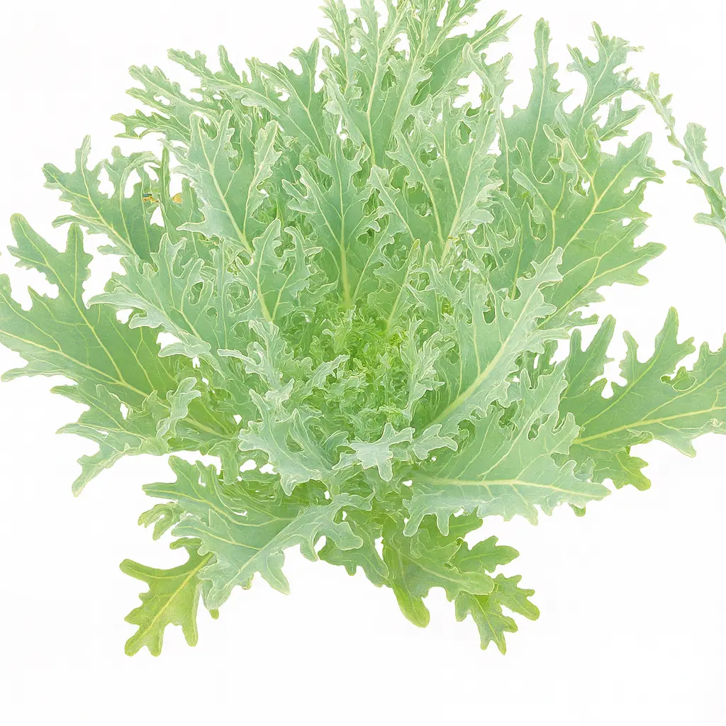 White Russian Kale Seeds - Heirloom Non-GMO Cold Hardy Leafy Green for Garden - Open-Pollinated, White Veined, Jagged Edges, 50 Days Maturity