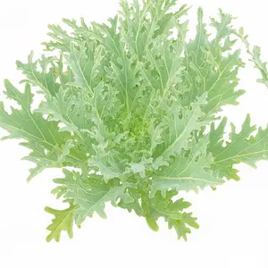 White Russian Kale Seeds - Heirloom Non-GMO Cold Hardy Leafy Green for Garden - Open-Pollinated, White Veined, Jagged Edges, 50 Days Maturity