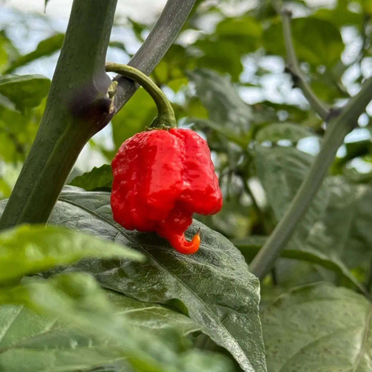 Carolina Reaper