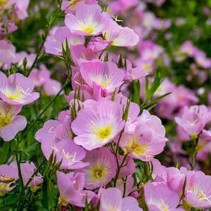10g Beautiful Evening Primrose Seeds Pink Evening Primrose Plant Drought Tolerant Perennial Flowers Night-Blooming Wildflowers Garden Border Perennial Plants