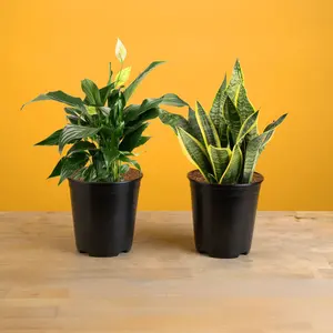 Peace Lily and Snake Plant Bundle | medium Peace Lily and Snake Plant Bundle | medium