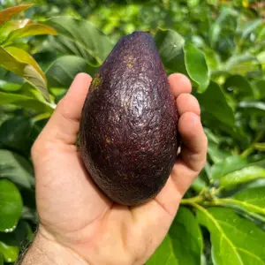 Maria Black Avocado Tree Crafted 3 Gal C - High Quality Fruit