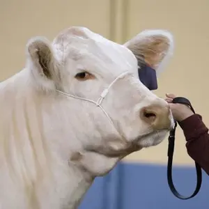 Phantom Cattle White Cable Halter w/ Ghost Grip