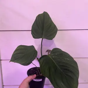 Philodendron Serpens