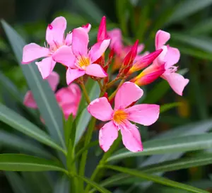 Pink Oleander Plant Live, Live Oleander Plant, 4 to 6 Inc Tall, Oleander Live Plant, Shrub Plant Indoor Outdoor