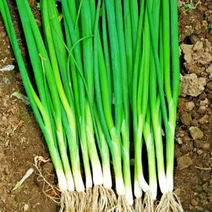 He-Shi-Ko Onion Seeds (Allium fistulosum) Bunching scallion-style onion with upright green stalks. Fast-growing and ideal for year-round harvests.