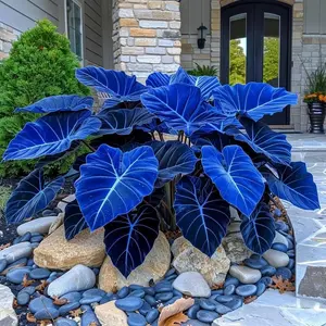 Mixed Color Hosta Seeds | Shade-Loving Perennials with Stunning Foliage | Easy to Grow, Low Maintenance & Perfect for Pots or Garden Beds | Year-Round Beauty for Any Space