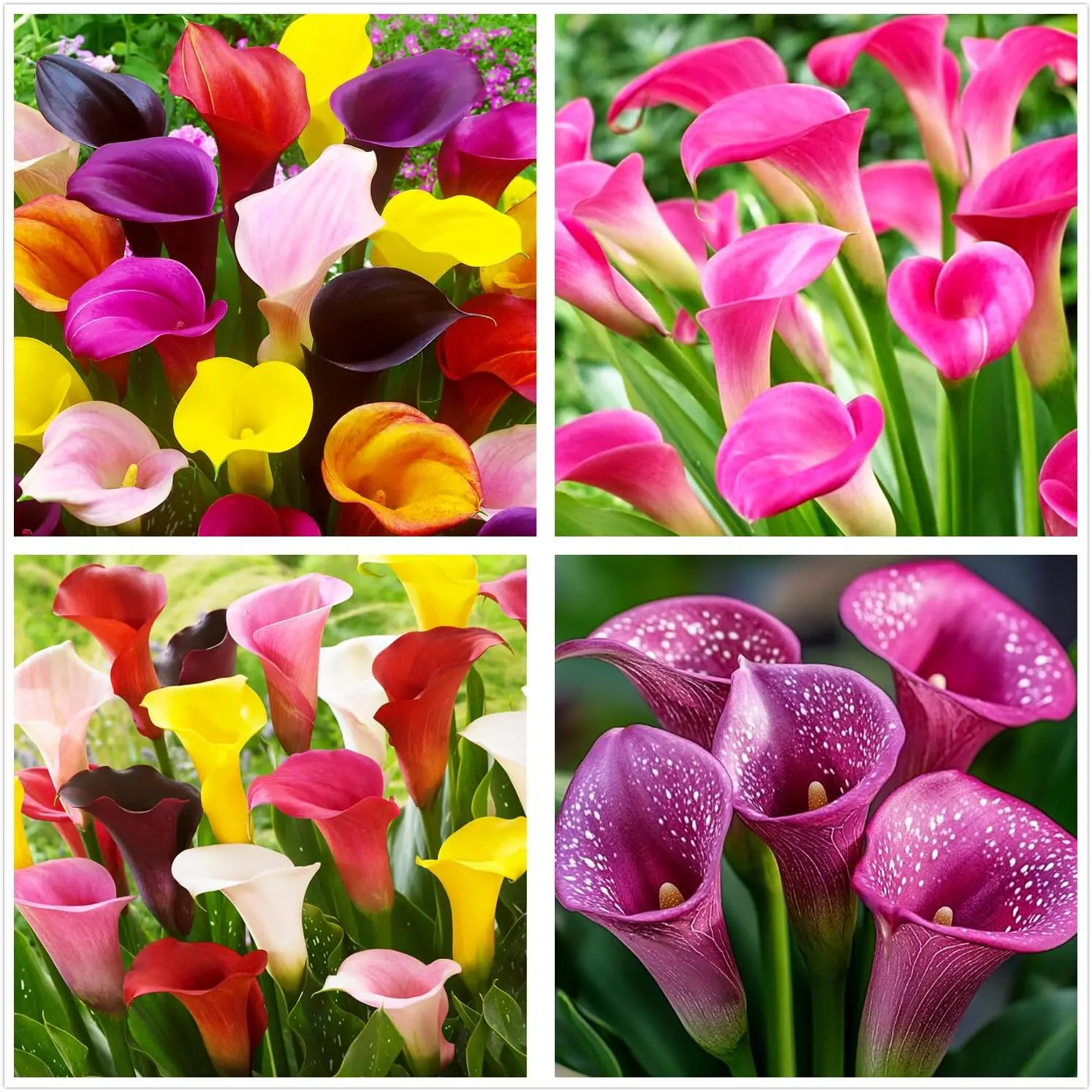 100Pcs Rare Mixed Color Calla Lily Seeds - Perennial Flowers, Full Sun Plants, Grow-at-Home Options, Adds Continuous Color - White,Pink,Red,Purple Ornamentals for Outdoor Pots, Indoor Bonsai - Home Improvement Garden Supplies, 100 Seeds, All Seasons