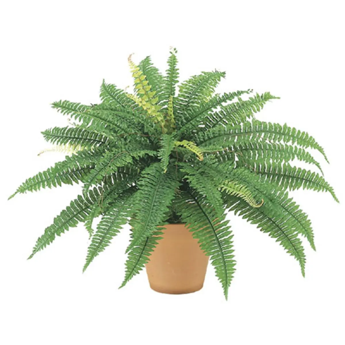 212 MAIN 6-Pack 23 In Large Decorative Boston Fern Bush Greenery - 42 Stems per Bush, Bulk Indoor Plant Potted Indoor Plants, 22 In Home Garden Decor Supplies, Ready to Ship Accents