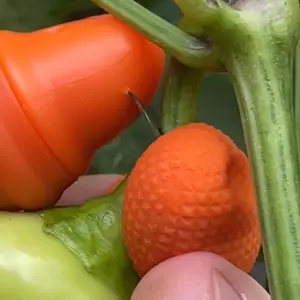 Finger Harvesting Tool