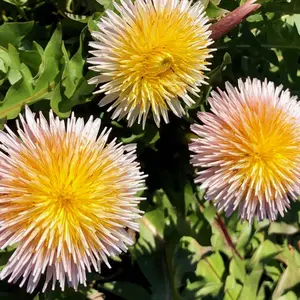 1000pcsPink Dandelion Wildflower Garden Seeds: Non-gmo, Heirloom Taraxacum Pseudoroseum Seeds Perfect for Cottage Gardens