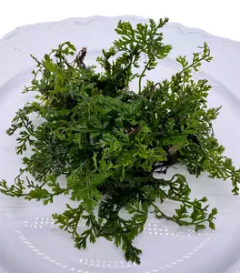 Tofu's Tanks Bolbitis Fern "Mini" Live Aquarium Plant - Grows on Driftwood, Rocks, and Aquarium Decor - Easy, Slow-growing plant great for beginners and low tech tanks