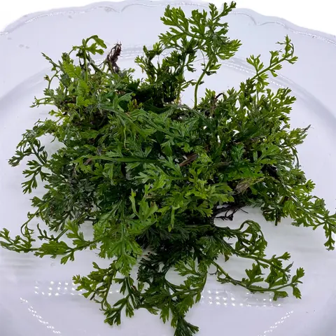 Tofu's Tanks Bolbitis Fern "Mini" Live Aquarium Plant - Grows on Driftwood, Rocks, and Aquarium Decor - Easy, Slow-growing plant great for beginners and low tech tanks