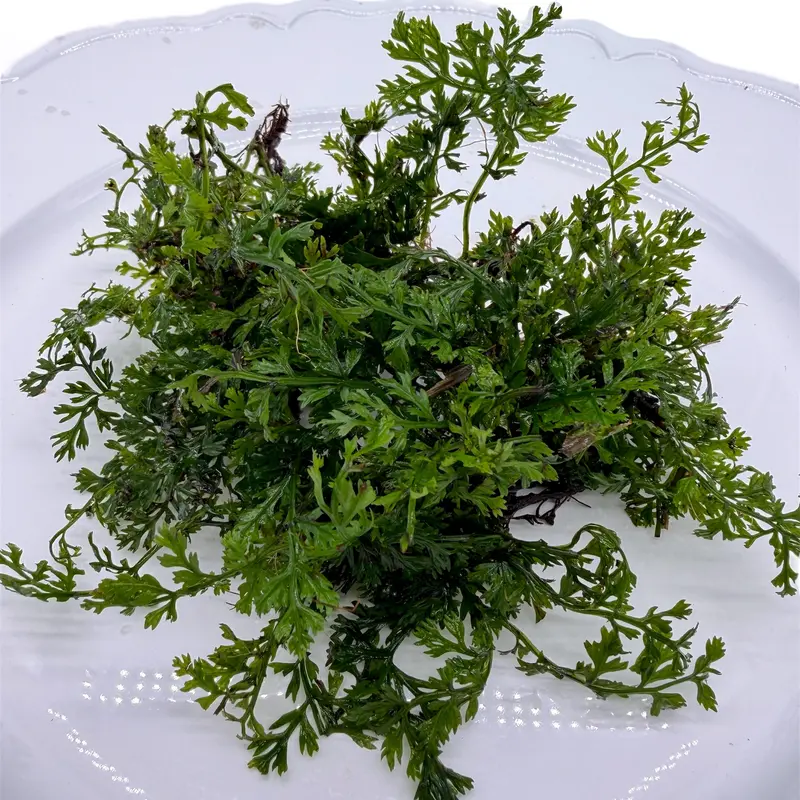 Tofu's Tanks Bolbitis Fern "Mini" Live Aquarium Plant - Grows on Driftwood, Rocks, and Aquarium Decor - Easy, Slow-growing plant great for beginners and low tech tanks
