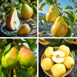 Pear Tree Fruit Seeds for Planting, 35+ Non GMO and Heirloom Pear Tree Seed, Tasty Sweet Fruit Tree Seeds for Home Garden Outdoor