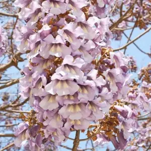 Royal Empress (Paulawnia Tomentosa) Princess/Foxglove Tree Live Bare Root (1-2)FT Tall