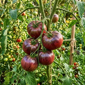 100 Black Krim Tomato Seeds for Planting - Exotic Dark Heirloom Vegetable Seeds for Home Garden - Grow Rich, Smoky & Juicy Tomatoes