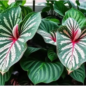 Constellation Caladium Bulbs for Planting - Perennial Hosta Elephant Ears Fancy 6 Bulbs Stunning Colorful Leaves for Landscaping Garden or Container Growing Easy to Grow and Maintain