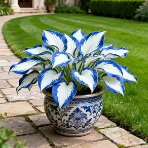 800PCS Hosta Seeds Garden Starter – Grow Once, Enjoy Every Season