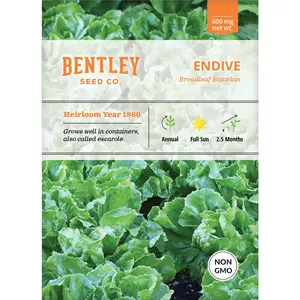 Endive, Broadleaf Batavian Seed Packets