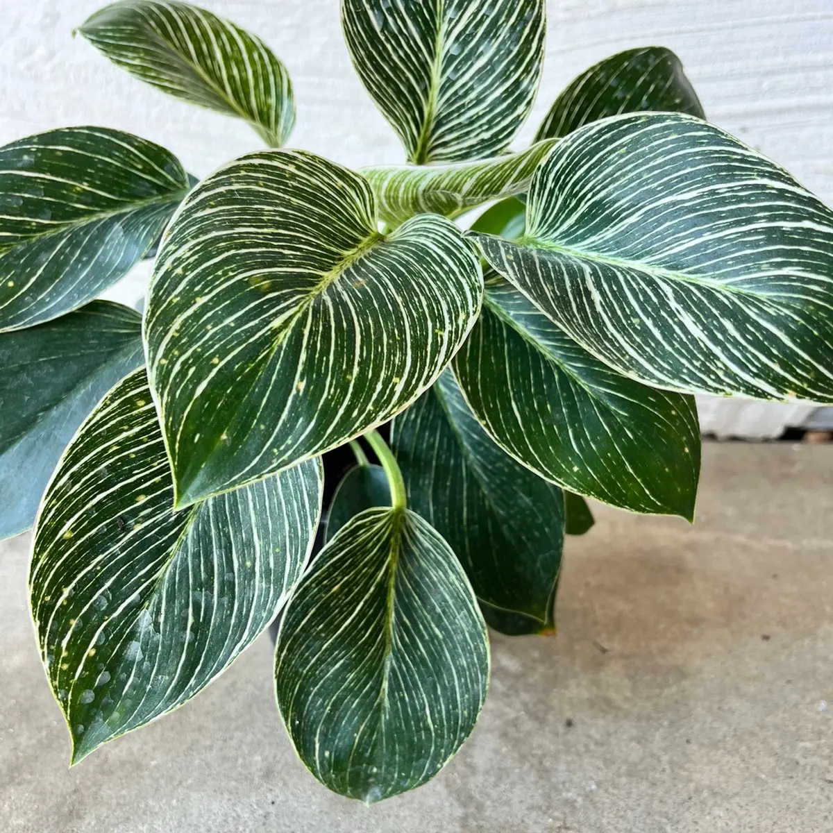 6 inch Philodendron Birkin