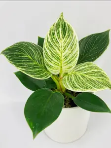 Philodendron Birkin Variegata Full Live Plant - shipped in 4" nursery pot, Easy Low Maintenance Houseplant