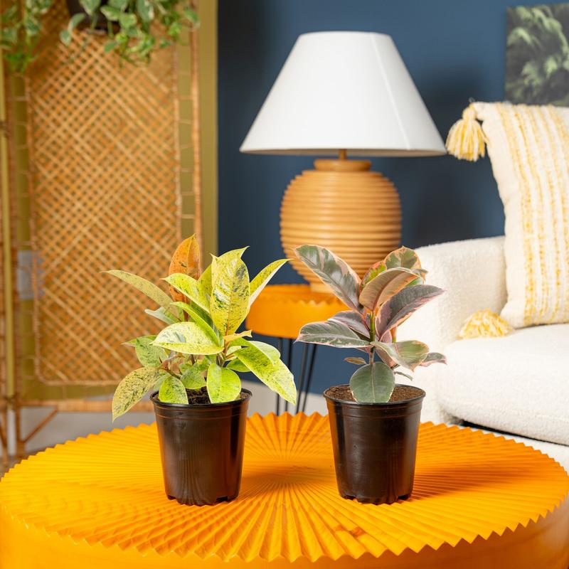 Grower's Choice Variegated Ficus | medium