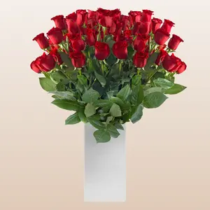 Fresh Roses Red 60cm Long Stem Premium Ecuador Import 100 Stems 6cm Bloom Size Perfect for Love & Romance Gift