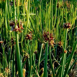 20 Seeds Egyptian Walking Onions, Allium Proliferum,Tree Onions,Winter Onions Green Edible Seasoned Vegetable Unique Flavor Easy Grow