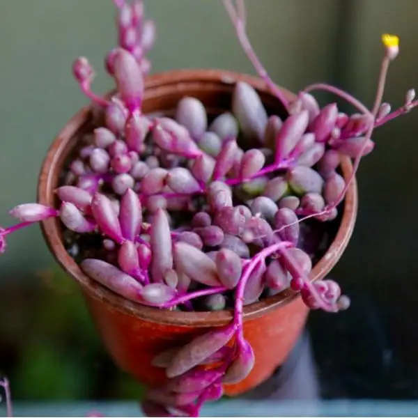 String of Rubies Othonna Capensis Ruby Necklace Trailing Succulent Hanging Plant in 2" 4" 6" Pot