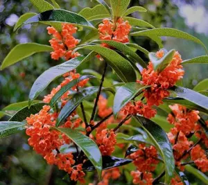 Red Flowering Fragrant Tea Olive ( osmanthus ) Red Flowering Fragrant Tea Olive ( osmanthus )