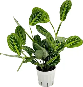 Orchids Prayer Plant Maranta - Lemon Lime Maranta, Air Purifying Plants for Home Decor, Easy to Care, 4"D x 4"W x 4"H, All Seasons Plant