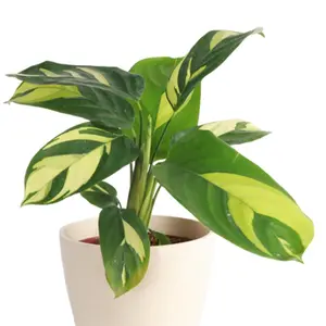 Calathea Pilosa - Live Plant in a 6 Inch Growers Pot - Calathea Ctenanthe 'Pilosa' - Beautiful and Elegant Easy Care Indoor Houseplants from The Nursery