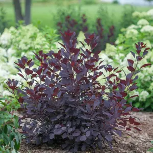 Winecraft Black® Smokebush
