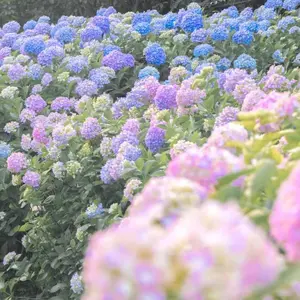 300PCS Hardy Hydrangea Seeds – Create Long-Lasting Floral Displays with Stunning Seasonal Color Shifts