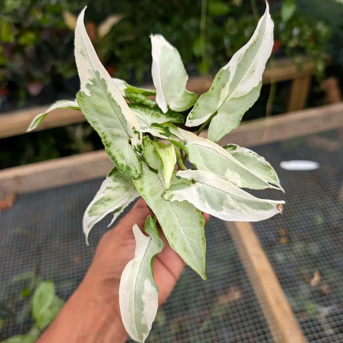 syngonium starlite