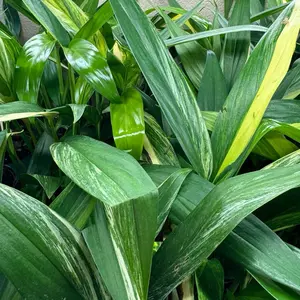 Epipremnum Amplissimum Variegated