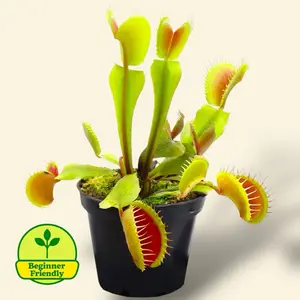Venus Fly Trap 3.5” - Carnivorous House Plant