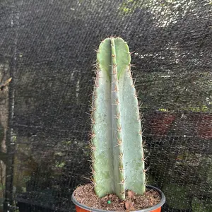 Echinopsis peruviana Cacti Cactus - Bright Light, Water Monthly
