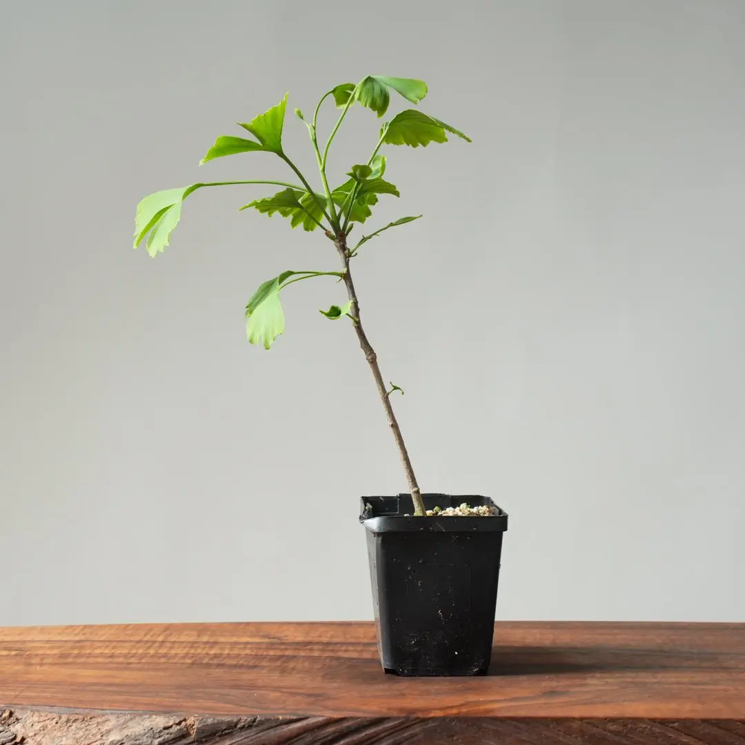 Ginkgo Bonsai Starters
