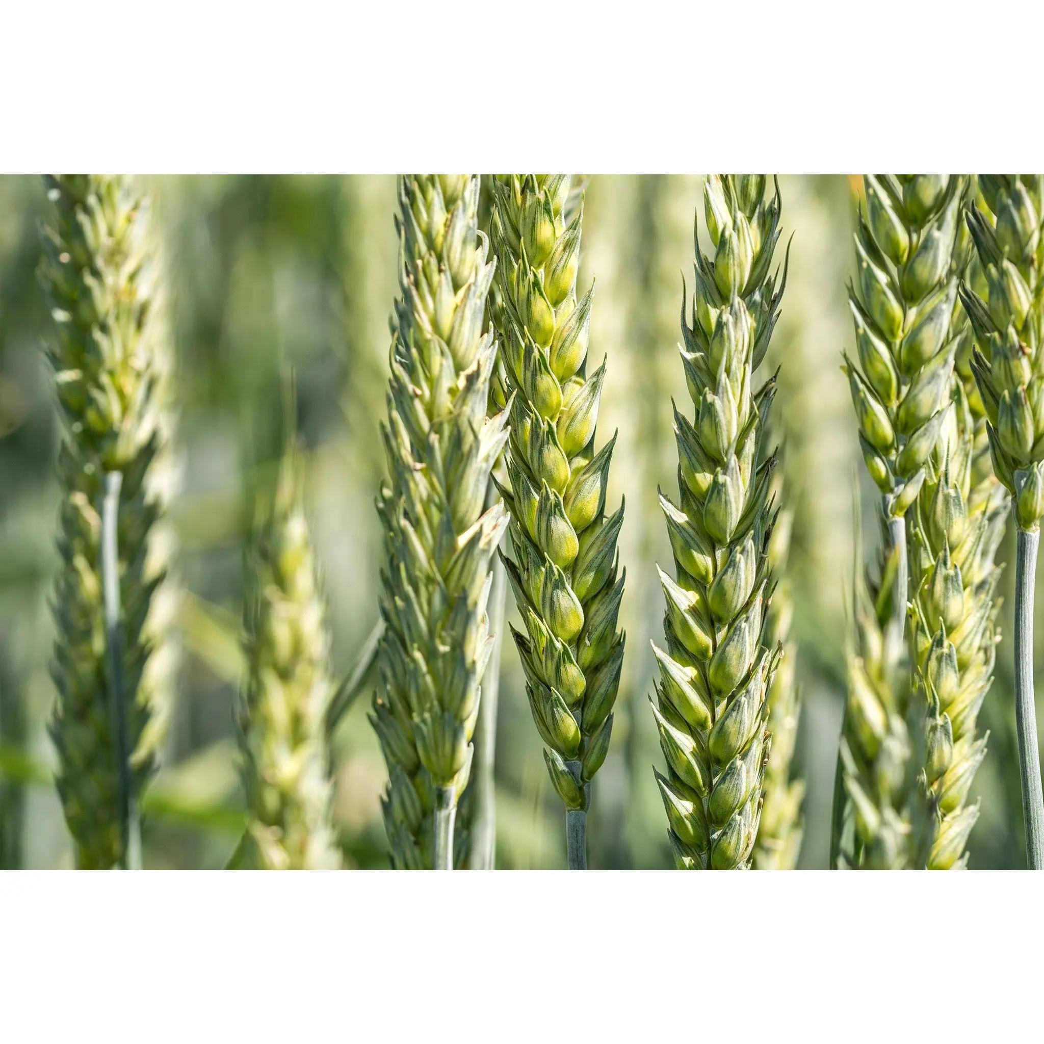 Red Hard Spring Wheat