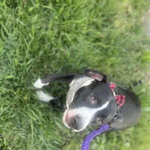 Product Review of iYoShop Hands Free Dog Leash with Zipper Pouch, Dual Padded Handles and Durable Bungee for Walking, Jogging and Running Your Dog from A**a