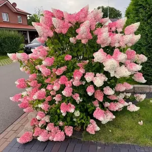 100 Pink and White Hydrangea Seeds – Cone Bloom Variety for Garden Borders and Landscape Beauty large bloom