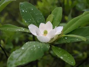Sweetbay Magnolia Tree Live Plant - White Magnolia Flowers Bush 10 to 18 Inches Tall - Quart Pot - No Ship To AK, HI and P.R.