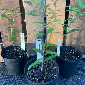 Parfyanka Pomegranate Live Plant - Punica Granatum